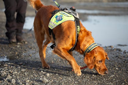 Norske redningshunder